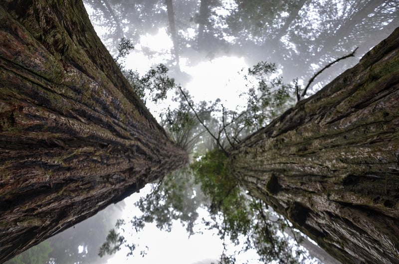 Redwoods Treehouse